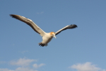 Hugh Leslie Flying Gannet